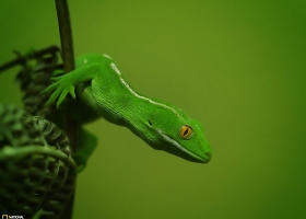 National Geographic  Collection WallPapers  46