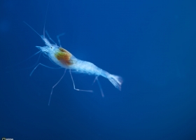 National Geographic  Collection WallPapers 3