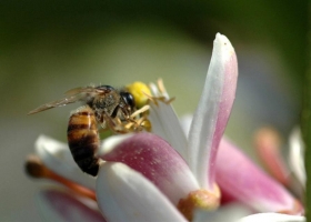 HD Pack Superior Wallpapers 2