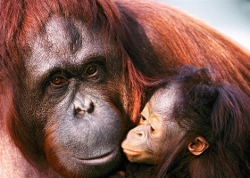 Amazing Animals Wallpapers 9