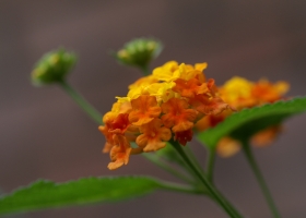 Beautiful Flowers  Wallpapers 53