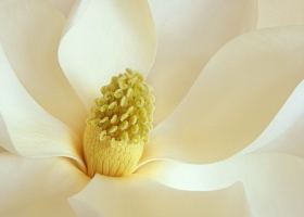 Beautiful Flowers Wallpapers 17