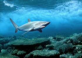 โลกใต้ท้องทะเล