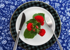 Beautiful Flowers Wallpapers 15