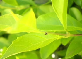 Beautiful Flowers Wallpapers 38