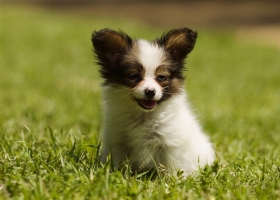 Lovely Dogs Wallpapers 3