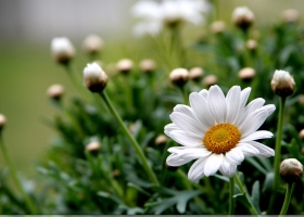 Beautiful Flowers  Wallpapers 55