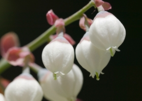 Beautiful Flowers Wallpapers 30