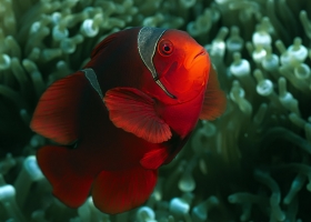 Amazing Underwater Wallpapers 3