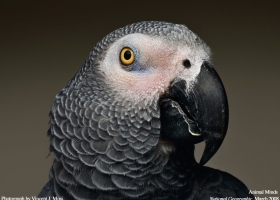 National Geographic Wallpapers Collection 2008 -10