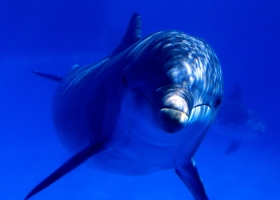 Deep Blue Sea Wallpapers 2