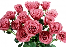 Beautiful Flowers Wallpapers 43