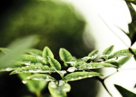 ภาพดอกไม้สวยๆ