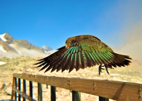 New National Geographic Wallpapers 4