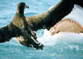 National Geographic Wallpapers Collection 2002 -3