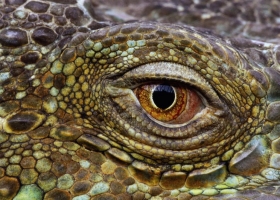 Amazing Animals   Wallpapers 16