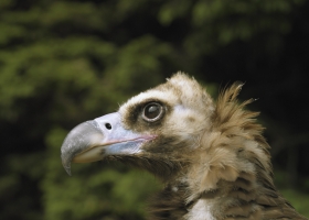 Wonderful Animals HQ Wallpapers 1