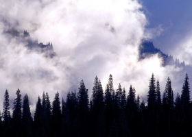 Forests Scenes HQ Wallpaper 3