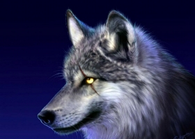 Magic Animals HQ Wallpapers 2