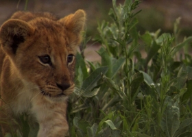 Lion HD Copmuter  Wallpapers 2