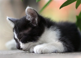 Cute Cats Wallpapers  3