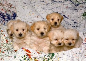 Amazing Animals Wallpapers 5