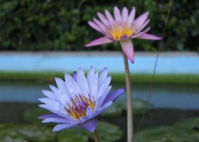 ดอกไม้สวยๆมาๆ