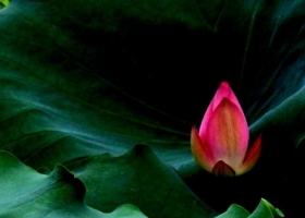 A: บัวที่ถ่ายทำเอง