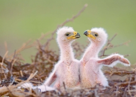 National Geographic  Collection WallPapers  29