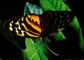 National Geographic  Collection WallPapers  38