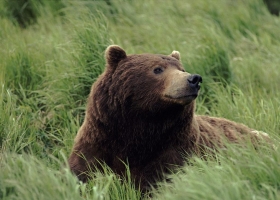 Amazing Animals   Wallpapers 14