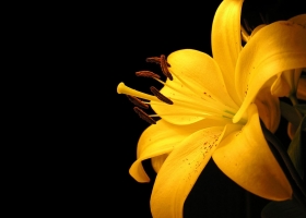 Beautiful Flowers Wallpapers 48