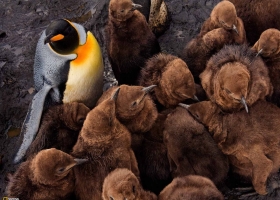 National Geographic Wallpapers Collection 2009 -10