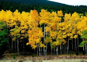 ภาพธรรมชาติ-น่าสะสม 14