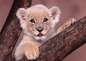 2012  Wallpapers HD  2