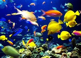 Beautiful Deep Blue Sea Animals Wallpapers 2