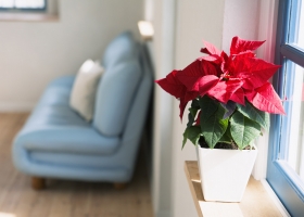 เพิ่มสีเขียวในบ้านให้สดชื่น  4