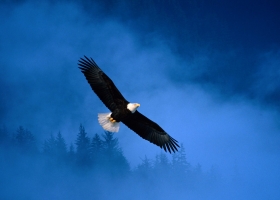 Beautiful Birds Around the World Wallpapers 2