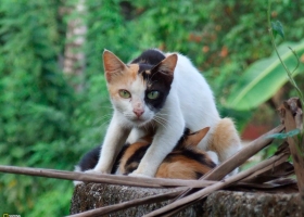 National Geographic  Collection WallPapers  34