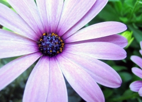 Beautiful Flowers Wallpapers 51