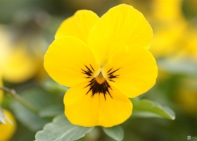 HD Flowers Wallpapers 4