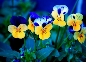 Wallpapers Of Tribal Juju 17