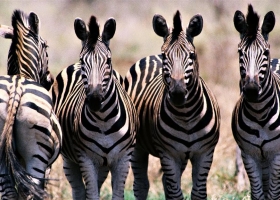 HD Pack Superior Wallpapers 8