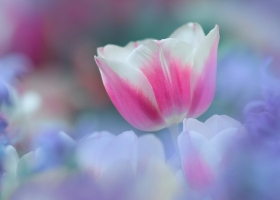 Computer Desktop Wallpapers Collection 8